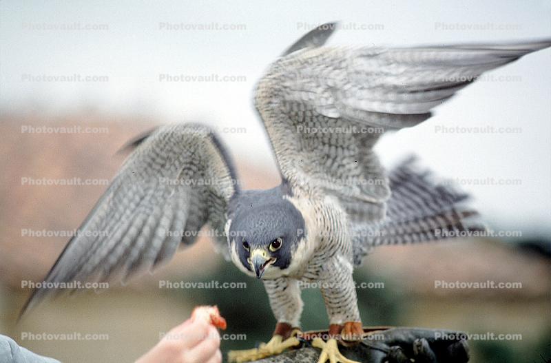 Peregrine Falcon, (Falco peregrintes)