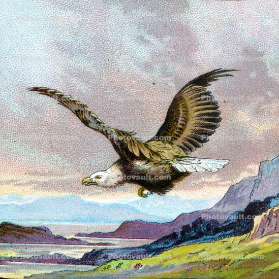 American Eagle, Bald Eagle