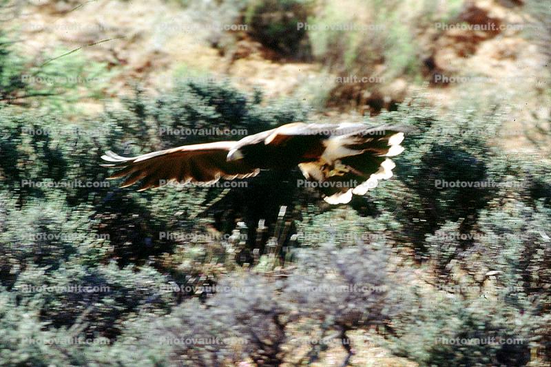 Eagle, in flight