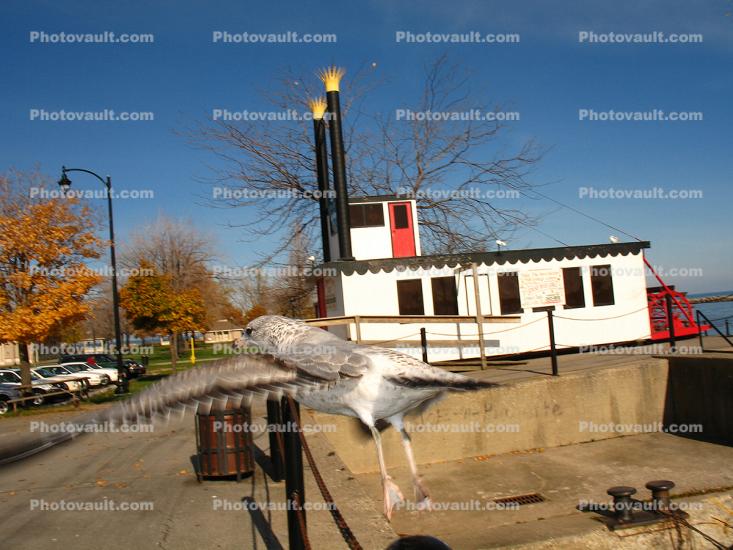 A Seagull Jumps into Flight, Rochester, NY