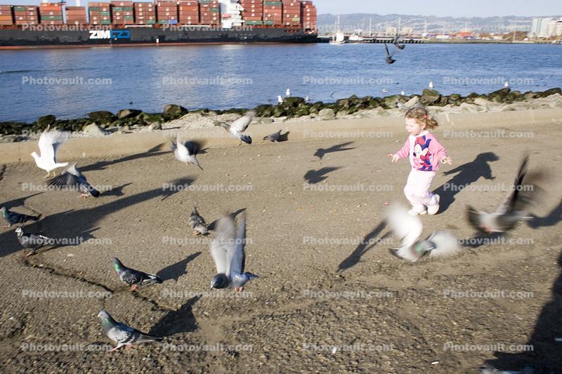 running, chasing pigeons