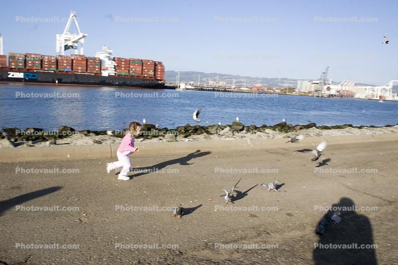 vern's shadow, docks, pier, harbor, running, chasing pigeons