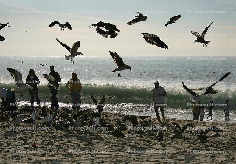 Seagulls, Laguna Beach, People, Waves, Pacific Ocean