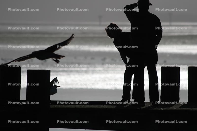 Seagulls, Pier, Dock, Woman, Man, Bodega Bay, Sonoma County, California