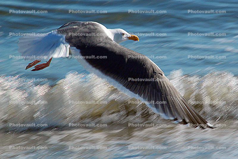 Seagull in flight, wings