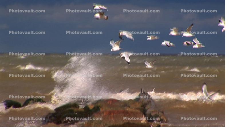 Seagulls in a strong wind, Lake Erie, Ohio, Abstract