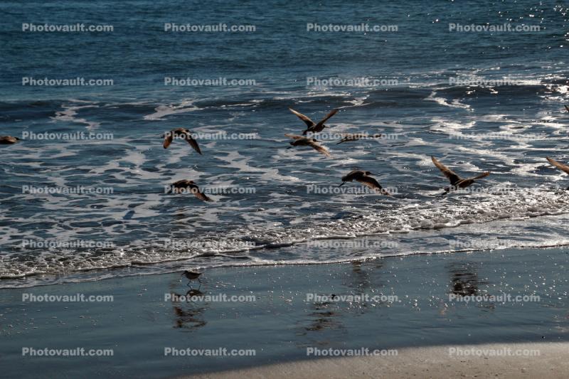 Drakes Beach, seashore, coast, coastal, coastline