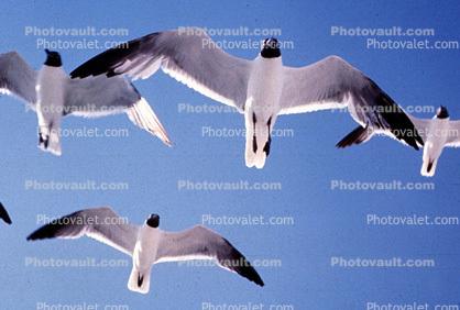 Seagulls, Padre Island, Texas