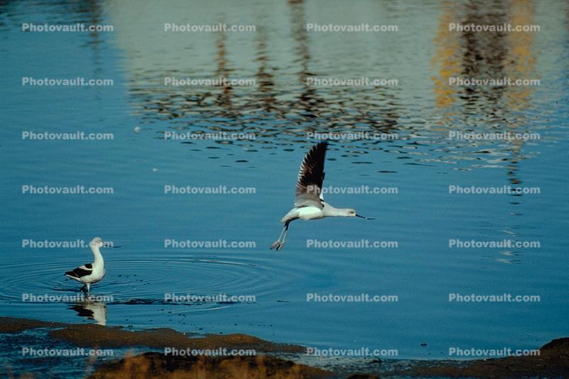 seagulls, Sausalito