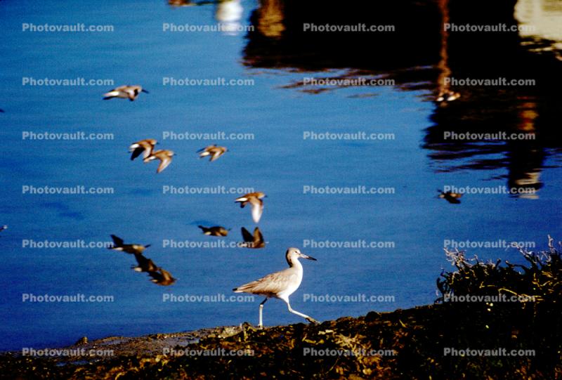 seagulls, Sausalito