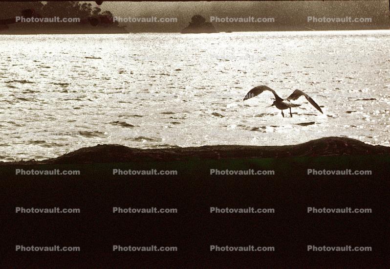 Seagull, Tomales Bay, Marin County, California