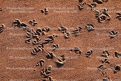 Seagull Footprints in the Sand, Seagulls, Shore, shoreline, coast, coastal, coastline