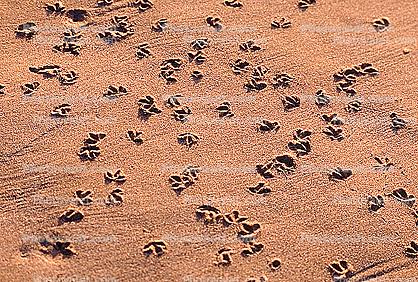 Seagull Footprints in the Sand, texture, background, Seagulls, Shore, shoreline, coast, coastal, coastline