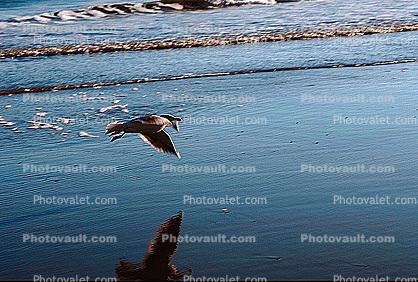 Seagull, Seagulls, Shore, shoreline, coast, coastal, coastline