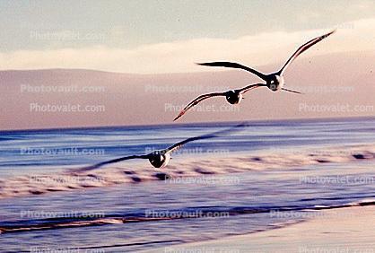 Seagulls, Shore, shoreline, coast, coastal, coastline, beach, Drakes Bay