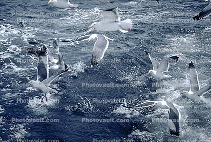 Seagulls in Flight, Flying, airborne