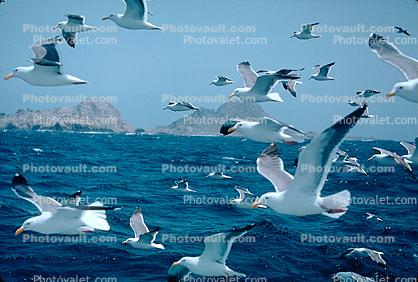 Seagulls in Flight, Flying, airborne, Ocean, whitecaps