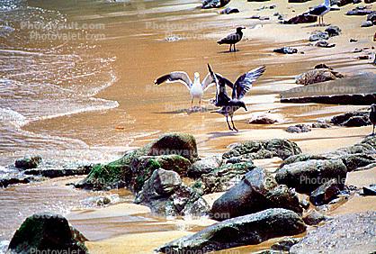 Seagulls along the beach, stones, rocks, sand