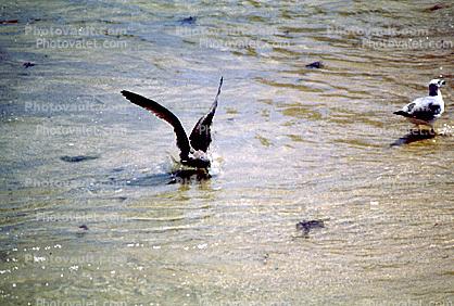Seagull, Water