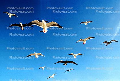 Seagulls, Carmel, California