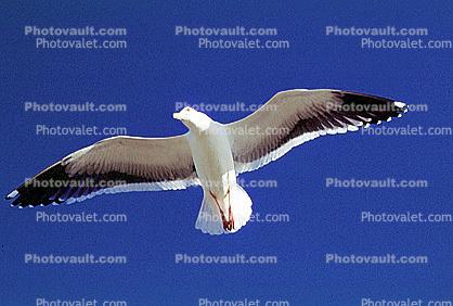 Seagull, Carmel, California