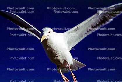 Seagull, Carmel, California