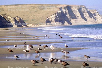 Seagulls, Drakes Bay, beach, sand, cliffs