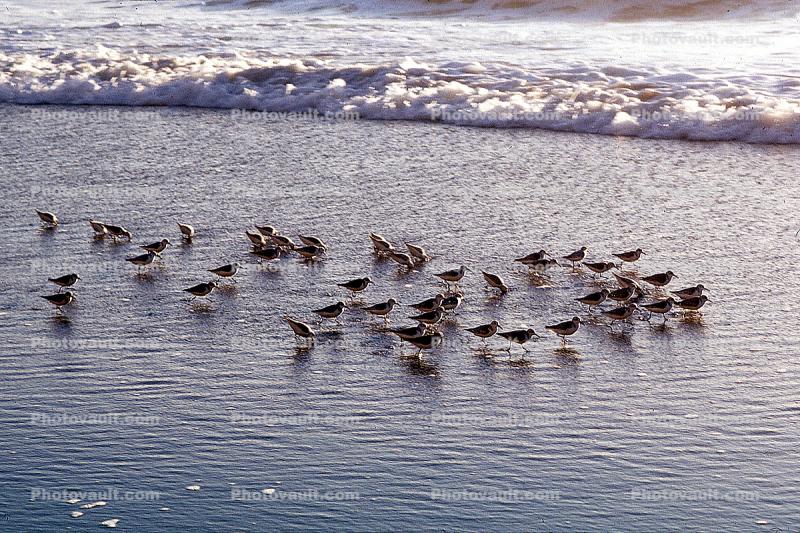 Drakes Bay, waves, shorebirds