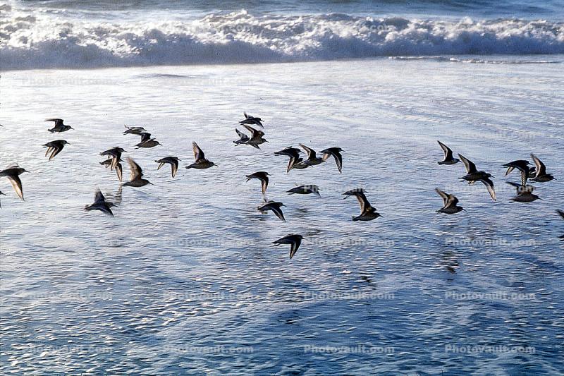 Drakes Bay, waves, shorebirds