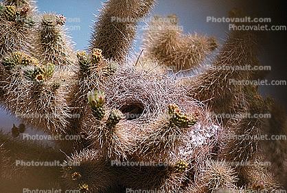 Hummingbird Nest, Cholla Cactus, Joshua Tree National Monument