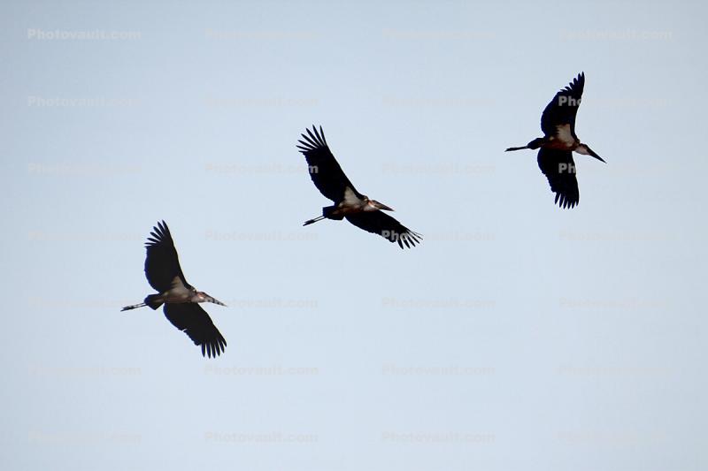 Flying, Katavi National Park, Tanzania