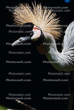 Grey Crowned Crane, (Balearica regulorum), Gruiformes, Gruidae