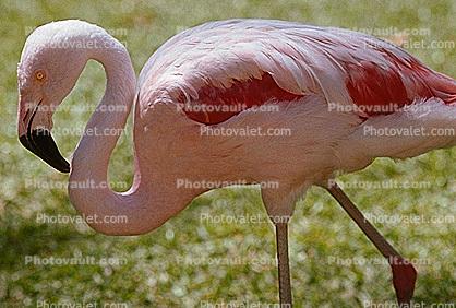 Chilean Flamingo, (Phoenicopterus chilensis), Phoenicopteridae, Phoenicopterus