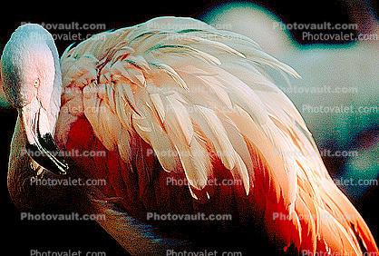 Lesser Flamingo, (Phoenicopterus minor), Phoenicopteridae, Phoenicopterus