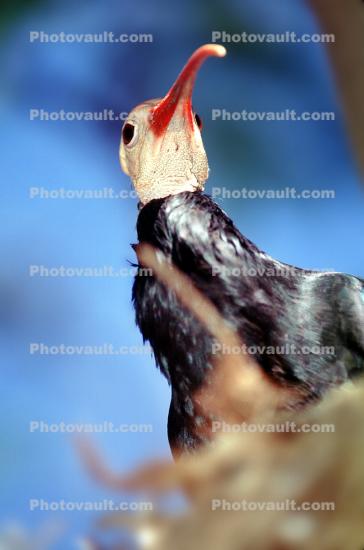 Southern Bald Ibis, (Geronticus calvus), Threskiornithidae, Threskionithinae