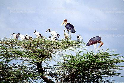Stork, Acacia Tree, Africa, African