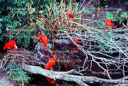 Scarlet Ibis, (Eudocimus ruber), Ciconiiformes, Threskiornithidae