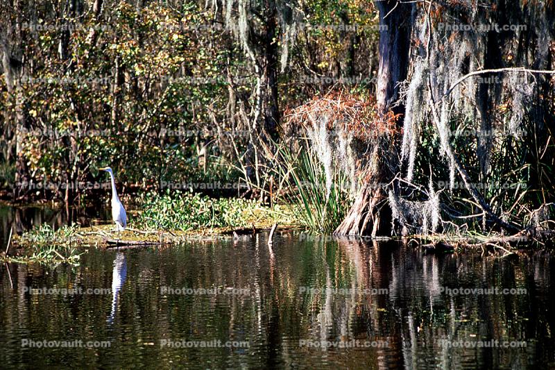 egrett, Zam's Bayou Swamp, wetlands