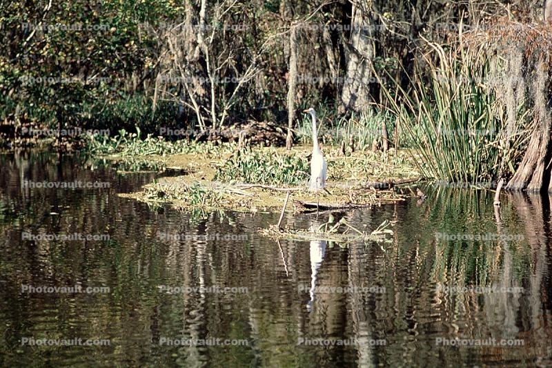 egrett, Zam's Bayou Swamp, wetlands