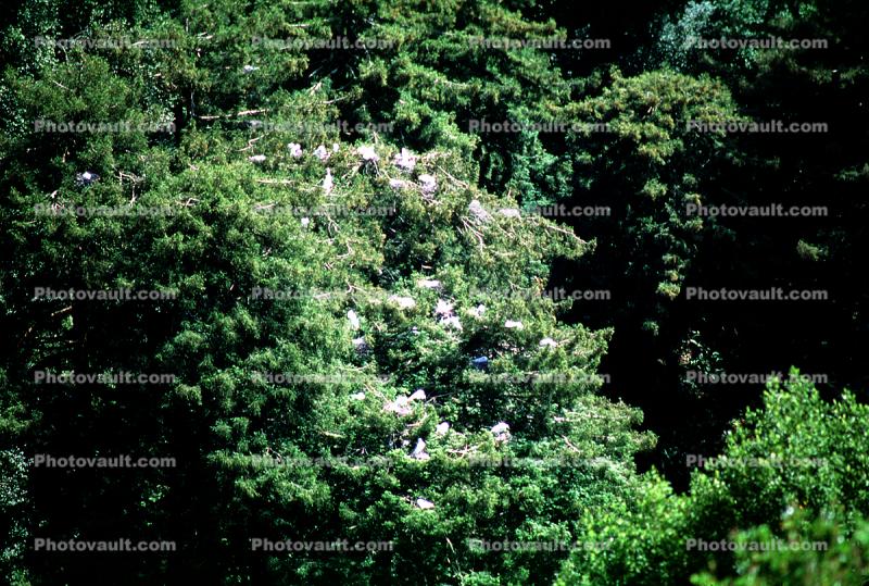 egrett nest, tree