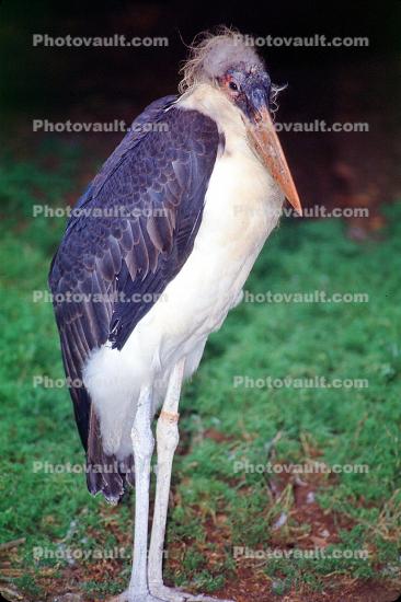 Marabou Stork, (Leptoptilos crumenifer), Ciconiiformes, Ciconiidae, wading bird