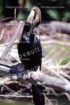 African Darter, Anhinga rufa, Suliformes, Anhingidae