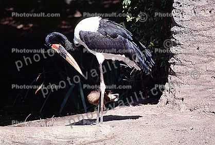 Saddle-billed Stork, (Ephippiorhynchus senegalensis), Ciconiiformes, Ciconiidae