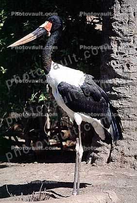 Saddle-billed Stork, (Ephippiorhynchus senegalensis), Ciconiiformes, Ciconiidae