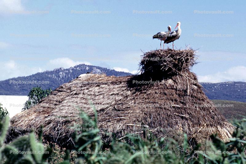 Sod, Nest, Nesting, grass thatched roof, building, house, home