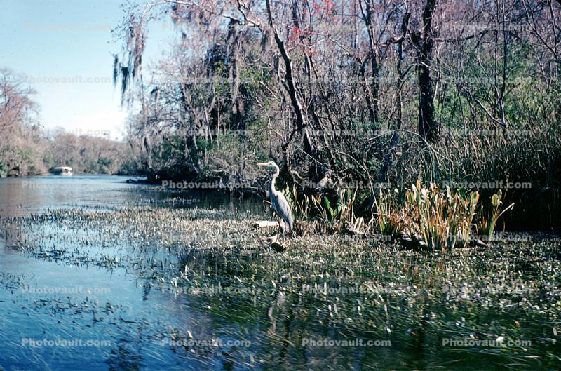 swamp, wetlands, bayou, Florida