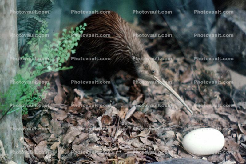 Kiwi, Egg