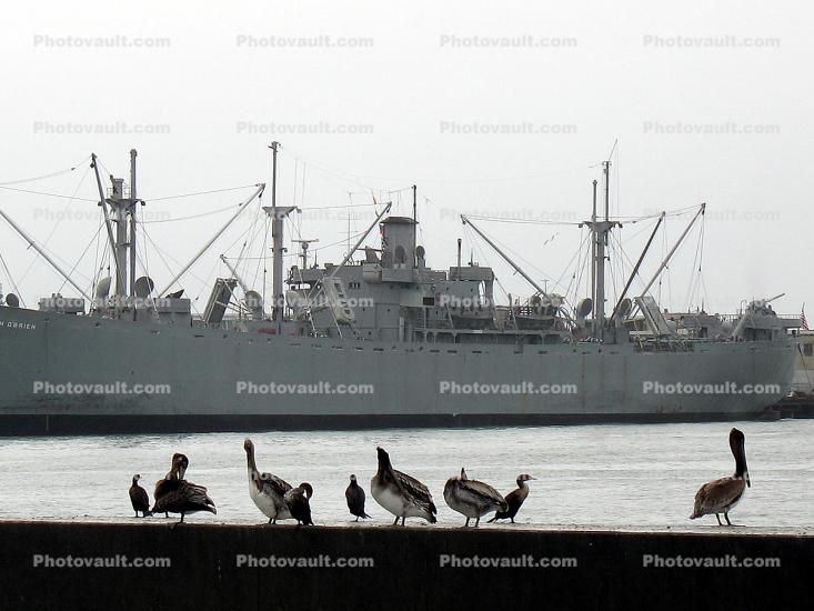 Brown Pelican, Liberty Ship