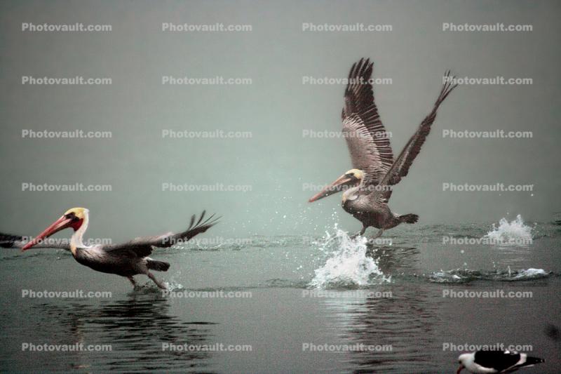 Taking-off, Pelicans, Russian River, Sonoma County