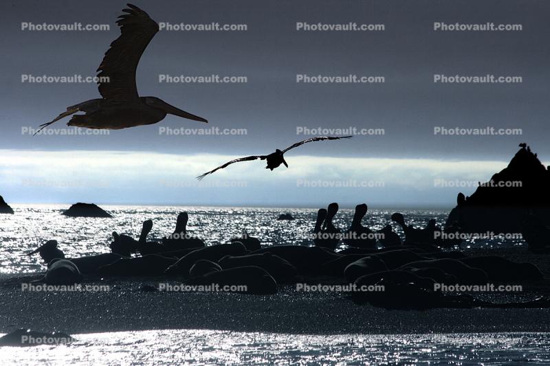 Pelicans, Russian River, Pacific Ocean, Sonoma County